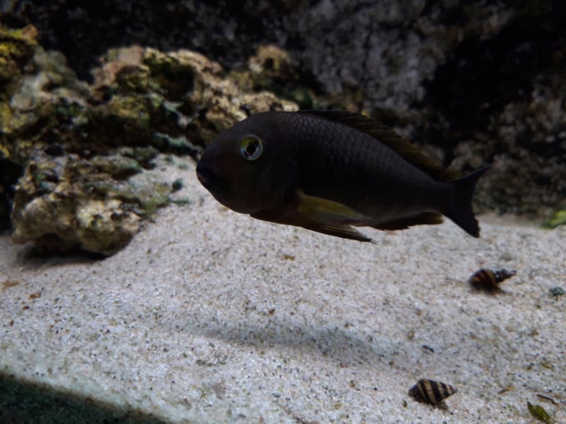 Tropheus sp. 'lukuga' Kalemie